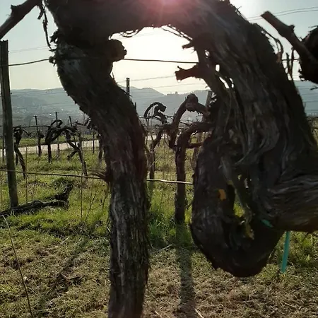 Weingut-Ferienhof Schäfer Dornfelder Gocklingen