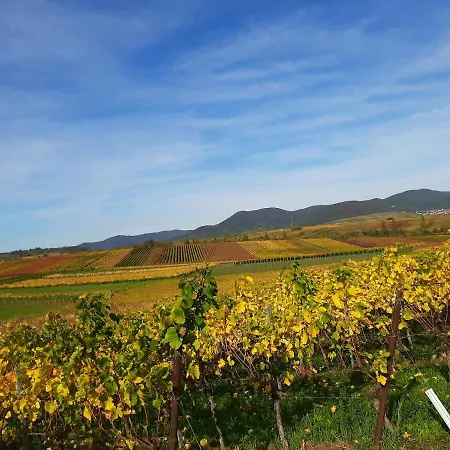 Weingut-Ferienhof Schäfer Dornfelder