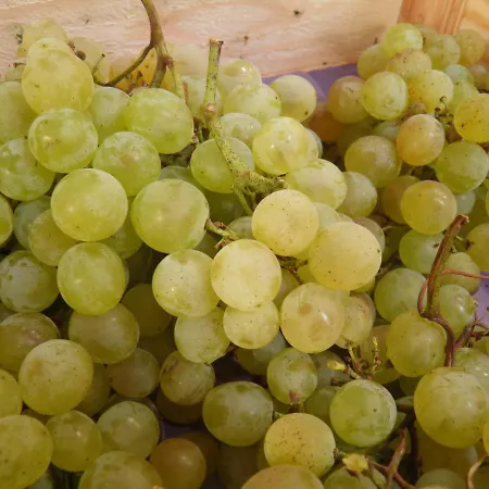 Weingut-Ferienhof Schäfer Dornfelder *
